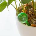 Selvvanningsglass for planter - Klar